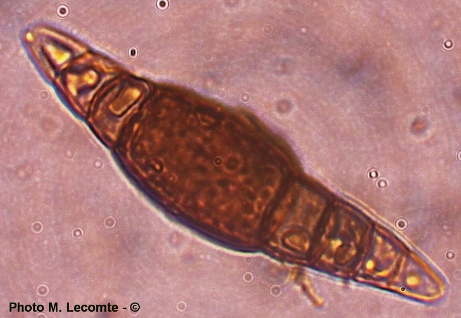 Heptameria obesa