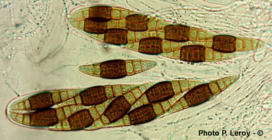 Heptameria obesa