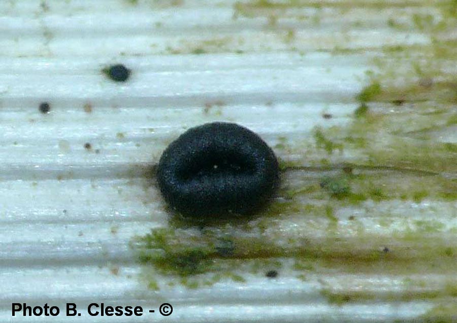 Heterosphaeria patella