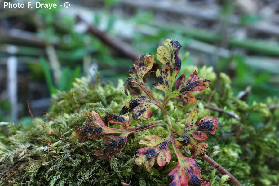 Hormotheca robertiani