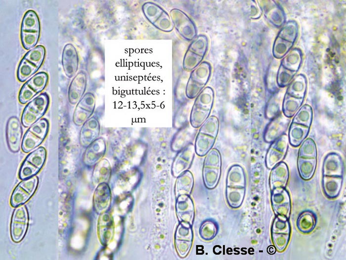 Hydropisphaera peziza (Nectria peziza)