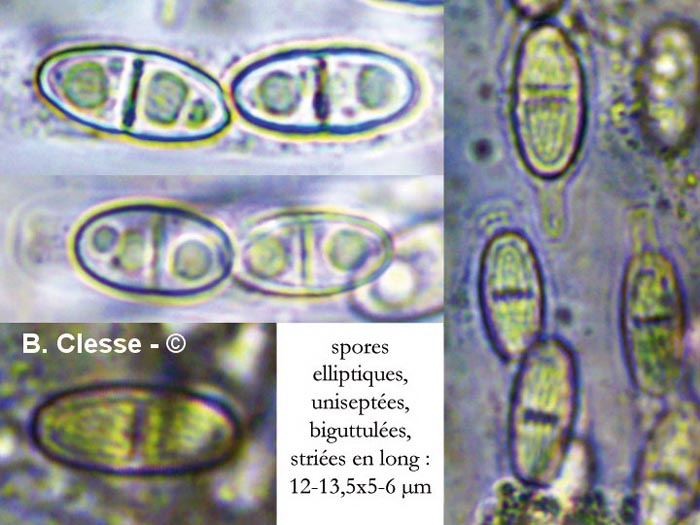 Hydropisphaera peziza (Nectria peziza)