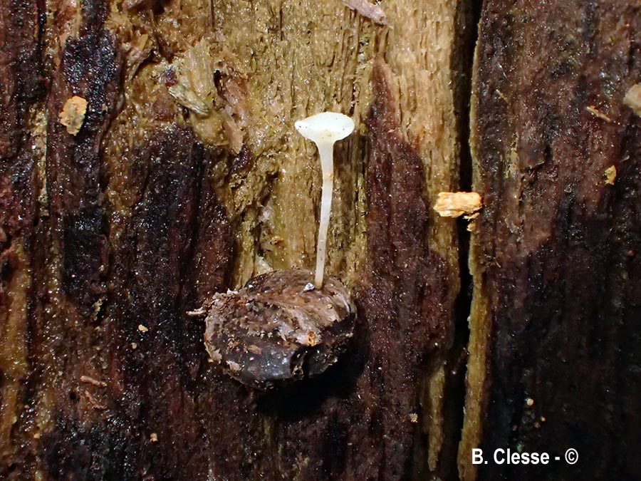Hymenoscyphus carpini