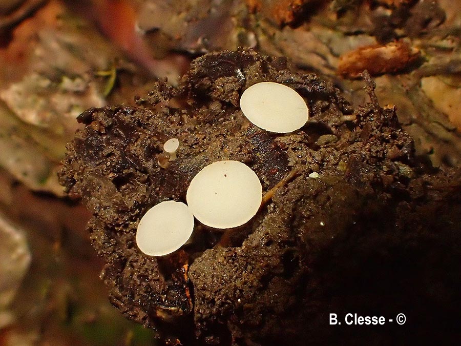 Hymenoscyphus carpini