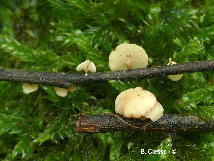 Hymenoscyphus fraxineus