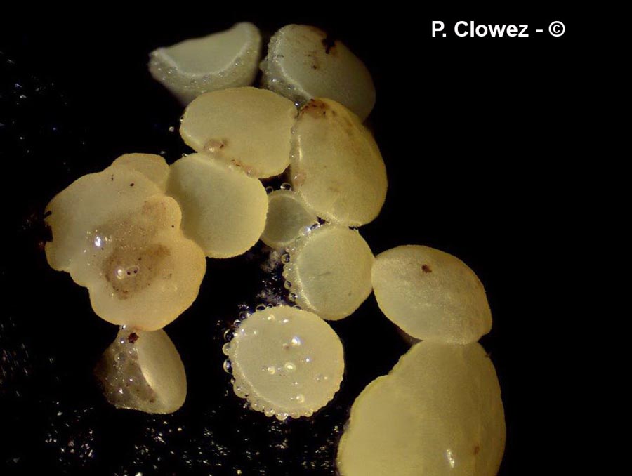 Hymenoscyphus imberbis