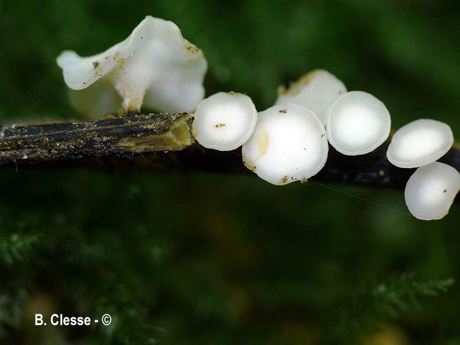 Hymenoscyphus pseudoalbidus