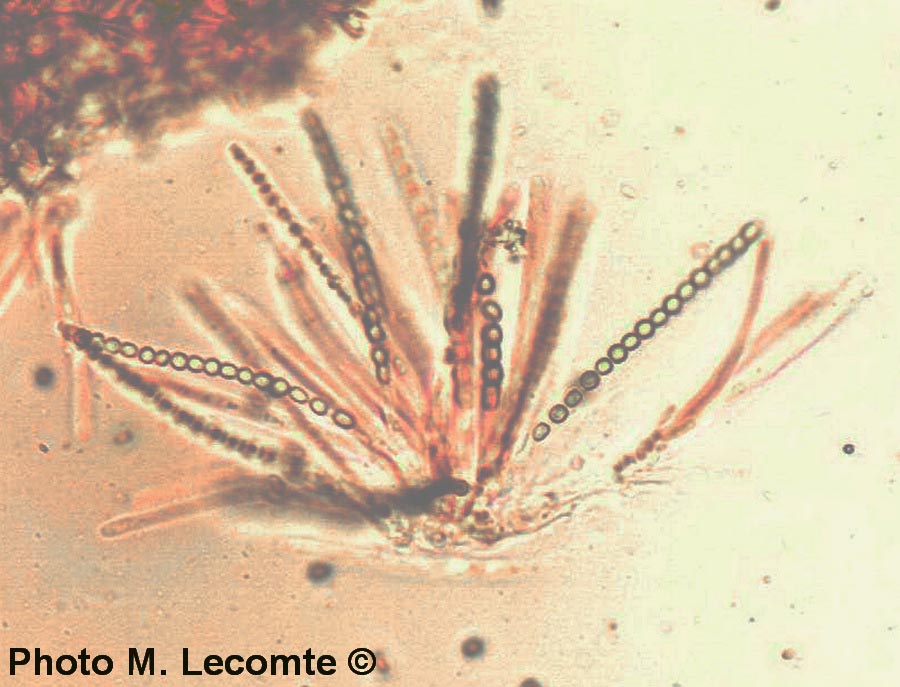 Hypocrea gelatinosa (M. Lecomte)