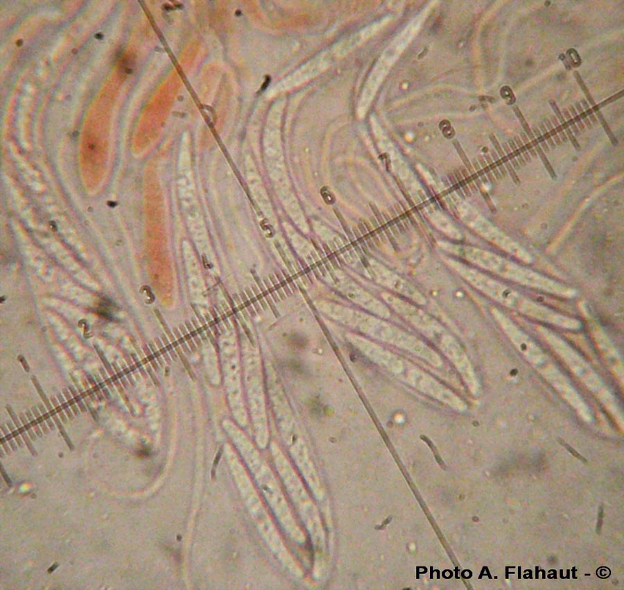 Hypoderma rubi