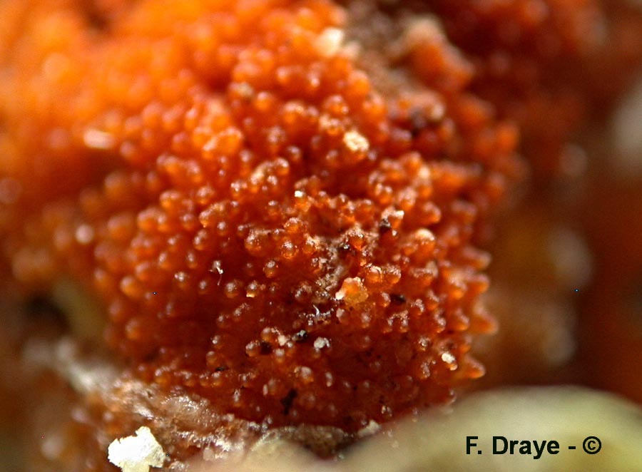 Hypomyces aurantius