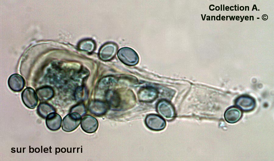 Hypomyces