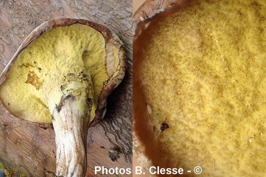 Hypomyces chrysospermus