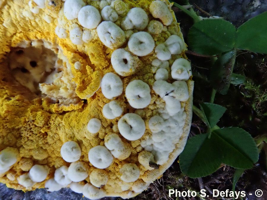 Hypomyces chrysospermus