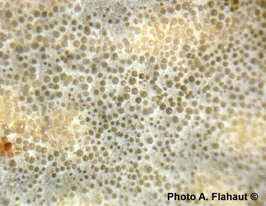 Hypomyces luteovirens