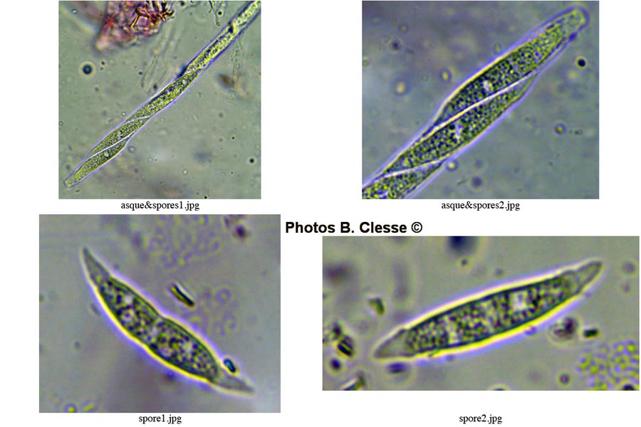 Hypomyces rosellus