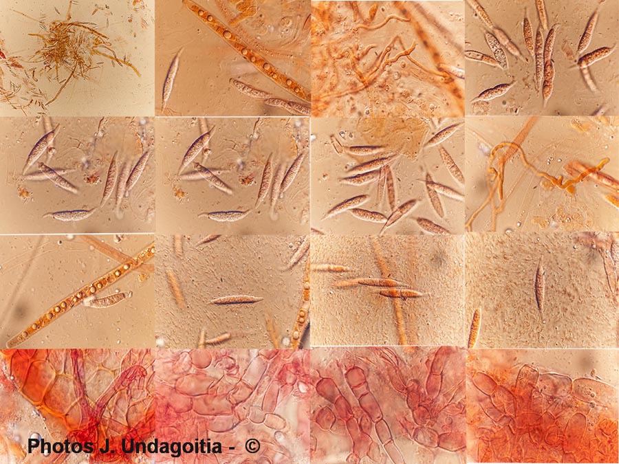 Hypomyces rosellus