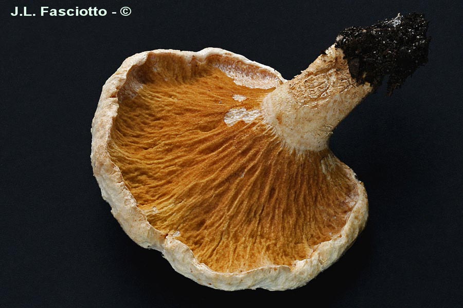 Hypomyces torminosus