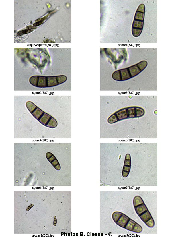 Hysterium angustatum