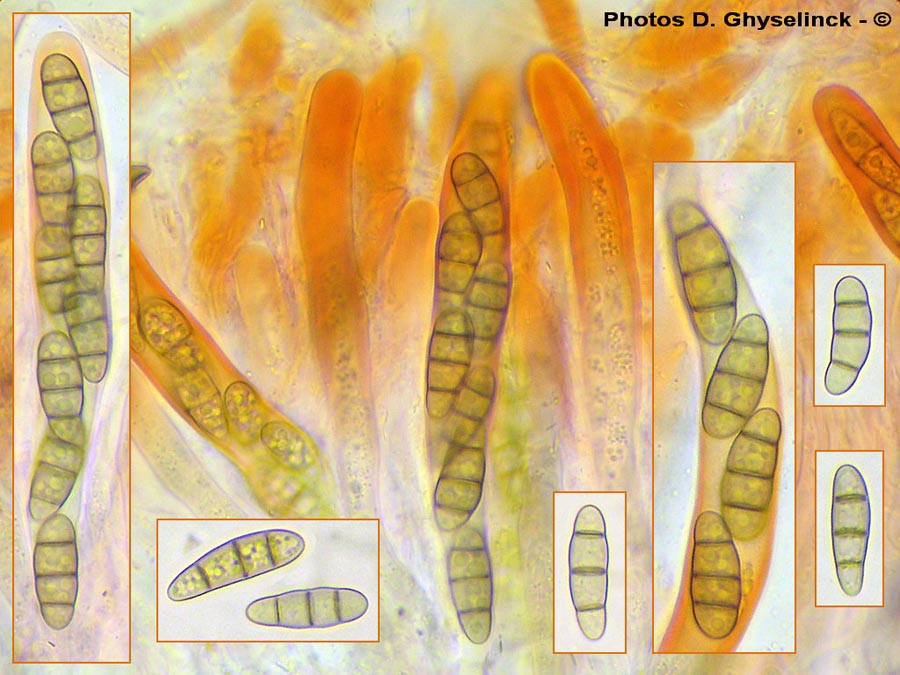 Hysterium angustatum