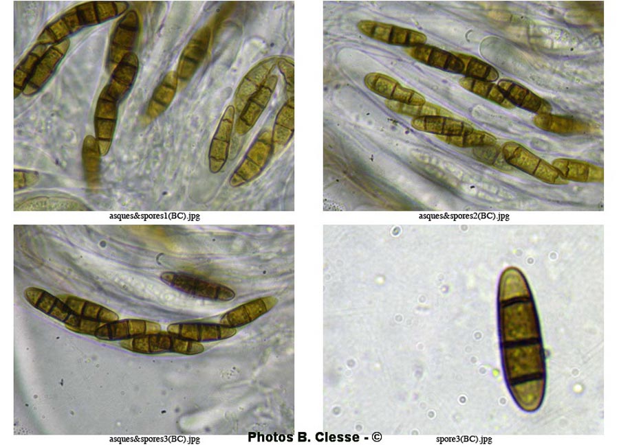 Hysterium pulicare