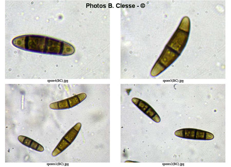 Hysterium pulicare