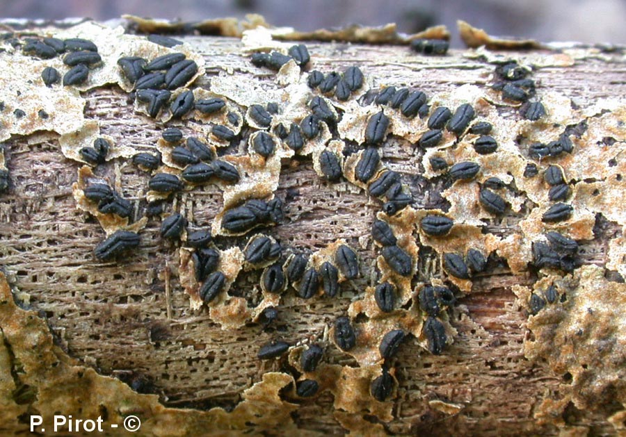 Hysterographium fraxini