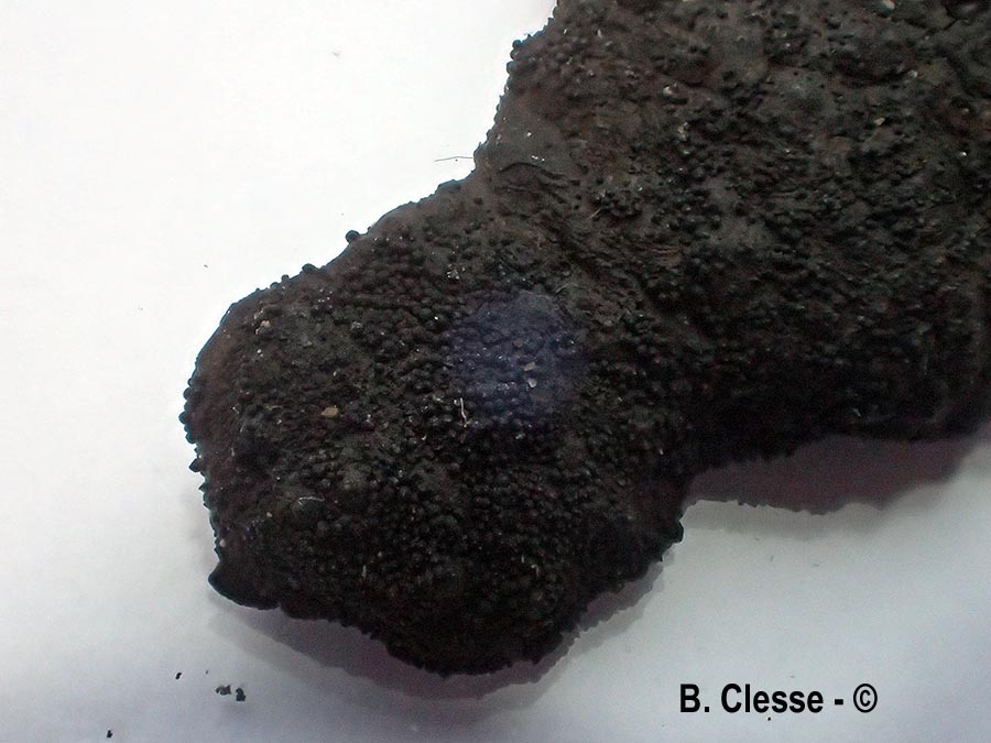Immotthia atrograna