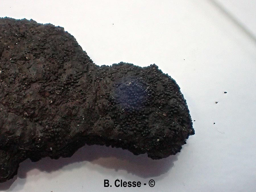 Immotthia atrograna