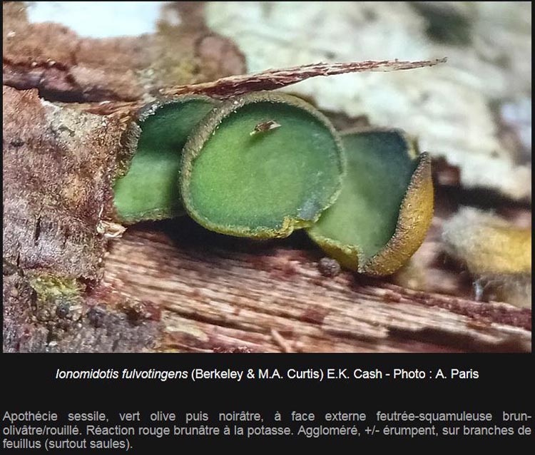 Ionomidotis fulvotingens