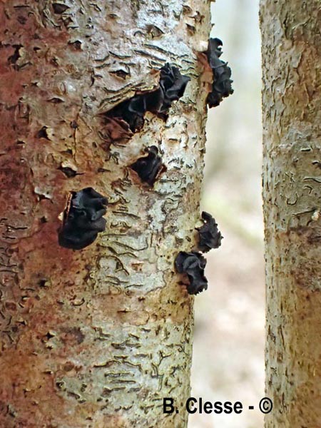 Ionomidotis fulvotingens