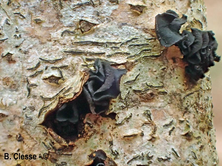 Ionomidotis fulvotingens