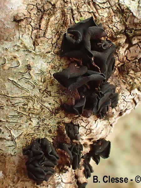 Ionomidotis fulvotingens