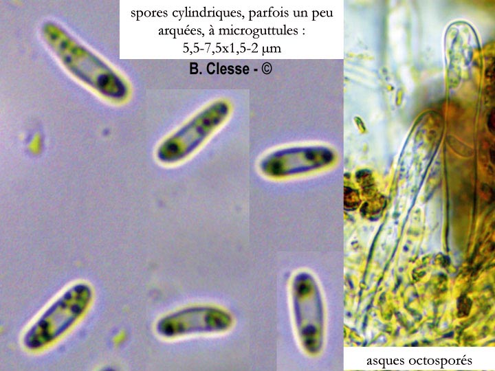 Ionomidotis fulvotingens