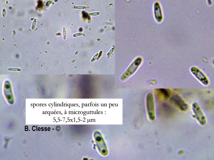 Ionomidotis fulvotingens
