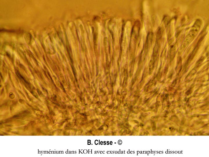 Ionomidotis fulvotingens