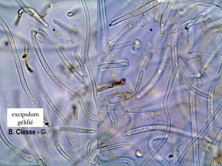 Ionomidotis fulvotingens