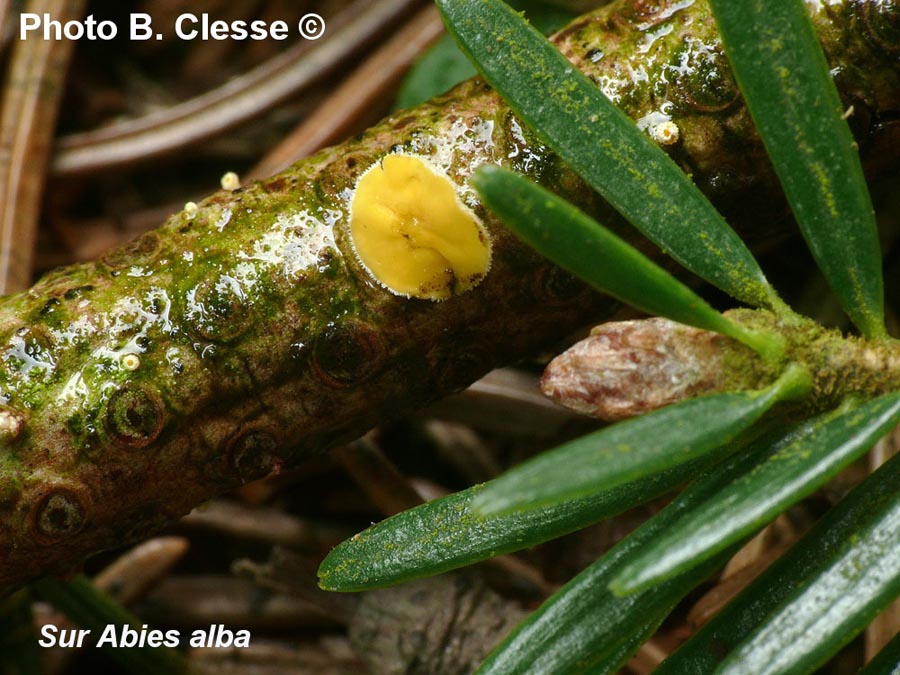 Lachnellula calyciformis