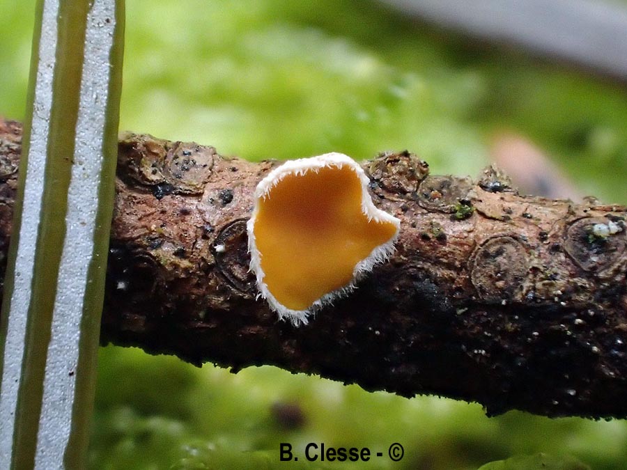 Lachnellula gallica