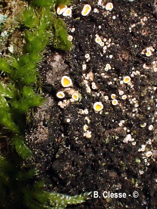 Lachnellula resinaria