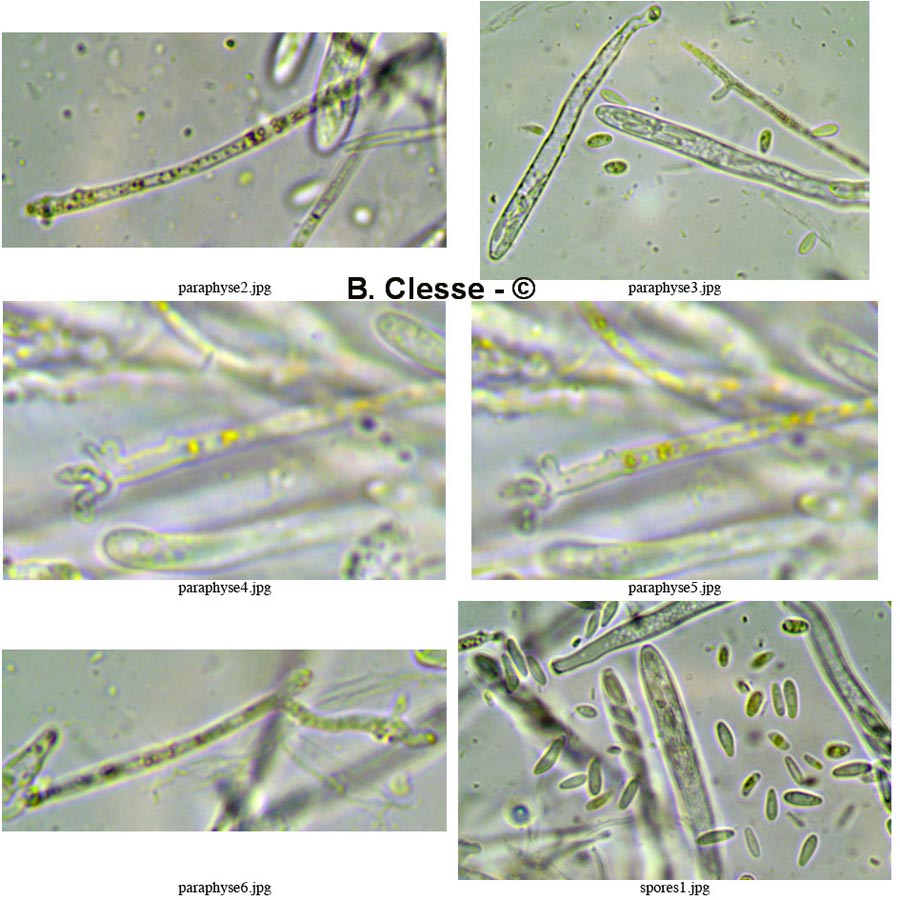 Lachnellula subtilissima