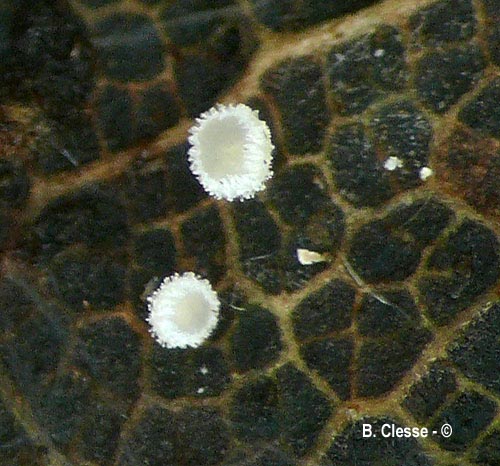 Lachnum aceriphilum