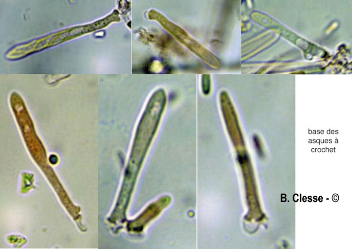 Lachnum aceriphilum