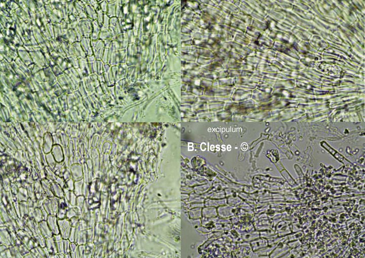 Lachnum aceriphilum