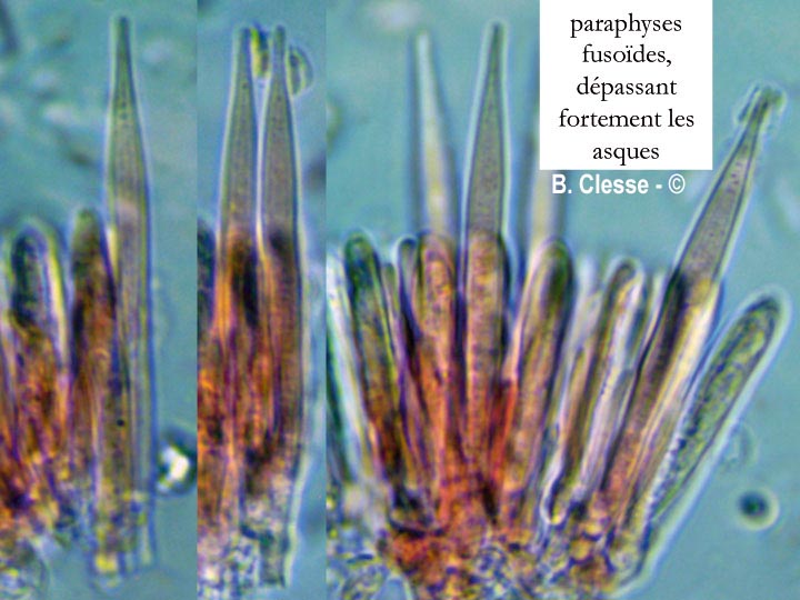 Lachnum aceriphilum