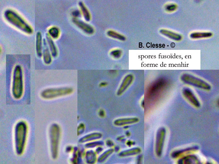 Lachnum aceriphilum