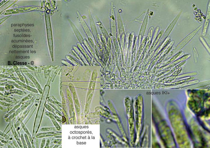 Lachnum aceriphilum