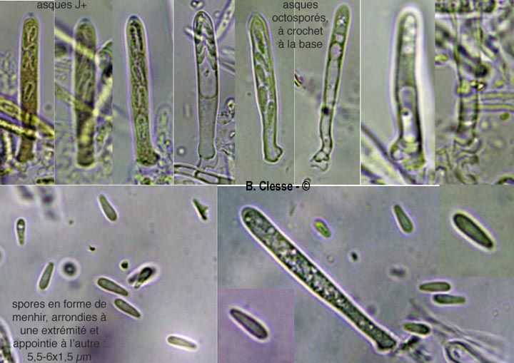 Lachnum aceriphilum