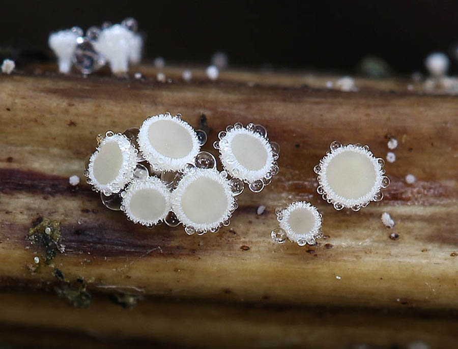 Lachnum nudipes