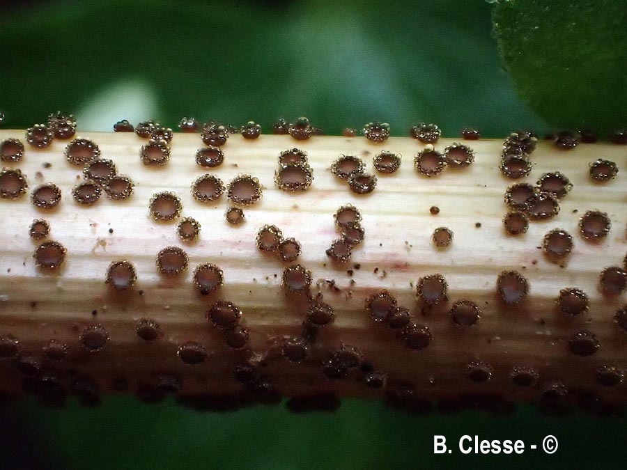 Lasiobelonium nidulus (Trichopezizella nidulus)