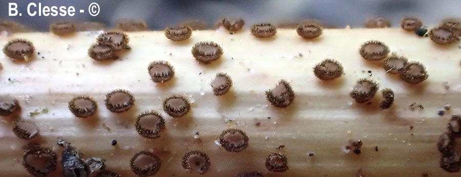 Lasiobelonium nidulus (Trichopezizella nidulus)